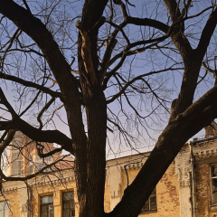 300-year-old oak tree from Pimonenko's painting