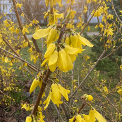 Dryness in December in Kyiv