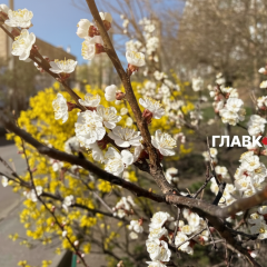 Apricots bloomed in Kyiv in March 2026
