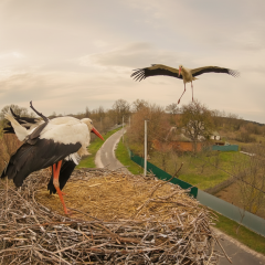 Storks with Gritsik and Odarka in the nest
