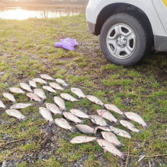 Police exposed poachers in Kyiv region