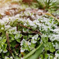 Апрельские заморозки в Украине: -3°C