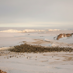 Emperor penguins on melting ice
