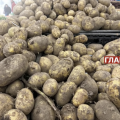 Картошка на фоне свежих овощей