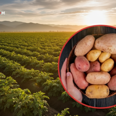 Best potato varieties with high yields