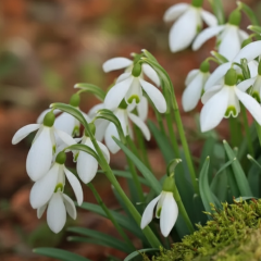 Snowdrop flowers on the background of forest