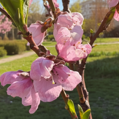 Frosts affect the blooming of gardens