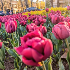Gift from the Netherlands: tulips in Kyiv