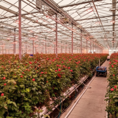 Flower sales in Ukraine: changing demand