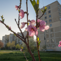 Урожай абрикосів та персиків під заморозками
