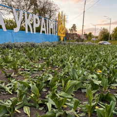 Розтрощені клумби з тюльпанами в Києві
