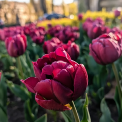 Weather forecast for Ukraine in May