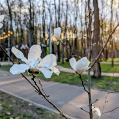 Очікуються заморозки та дощі