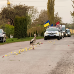 Stork appeared at the funeral