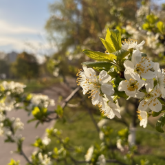 May 2: warming, no precipitation, freezes