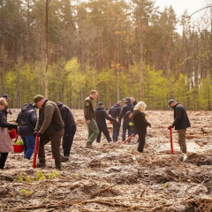 6000 дерев на висадженій після окупації землі