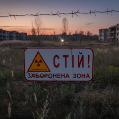 Illegal sunflower cultivation scheme in Chernobyl zone