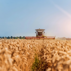 Ukrainian record grain harvest in 2026