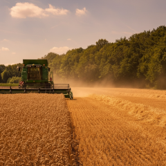 Ukraine wins the battle for the harvest: record grain reserves
