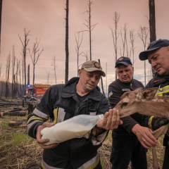 Два новонароджені оленя врятовані від пожежі