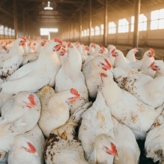 Ukrainian agroholding buys Greek poultry producer