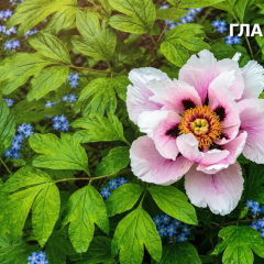 Грози та дощі накриють Україну 5 червня