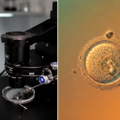Genetic editing of human embryo DNA