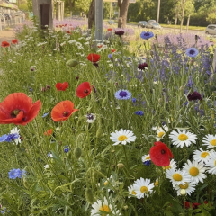 В Киеве почти на треть расширили перечень зон с некошеной травой