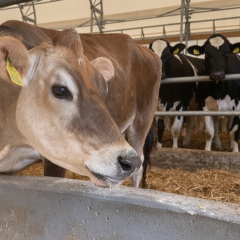 Moo cow Musya gifted to Lukashenko for presidential farm