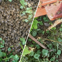 Mass Bee Deaths in Vinnytsia Region Linked to Field Chemical Treatments