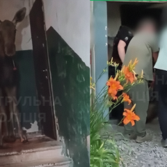 Moose approached a multi-storey building in Kyiv