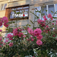 Киев накаляют рекорды: с 1 июля вводится чрезвычайный уровень пожарной угрозы