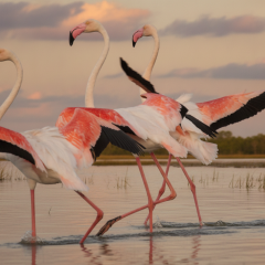 Flamingos on the estuaries of Odessa