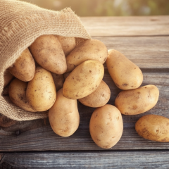 Potato harvest in Ukraine 2026