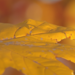 October 1st Weather in Ukraine: Sunny Skies with Wind Gusts and Lingering Smoke in the South and East