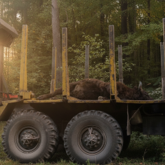 MAN truck hit a red-listed bison