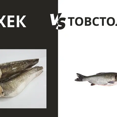 Рибалки годують товстолоба ЗСУ