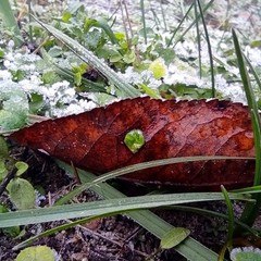 Гроза снега и сильный ветер