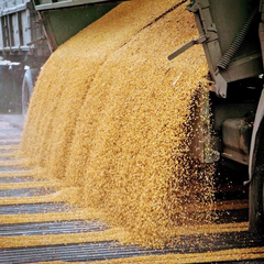 Экспорт аграрной продукции: Украина открыла новые рынки сбыта