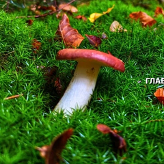 Діти їдять гриби: правила безпеки