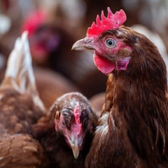 Угроза эпидемии: новый птичий грипп H5N1