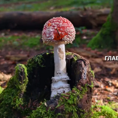 Гриби, які можуть бути отруйними