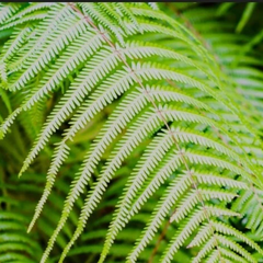 Китайские ученые обнаружили редкие элементы в растениях