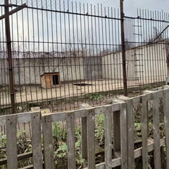 Два леви з реабілітаційного центру втекли
