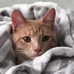 Негода на Україні: дощі, сніг, вітер