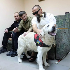 Собаки поддерживают ветеранов во время канистерапии