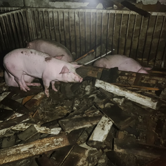 Farm with dead pigs in Kharkiv region