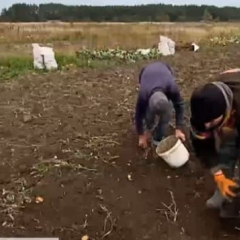 Учні копають картоплю на городі