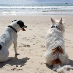 Мапа України із погодними прогнозами