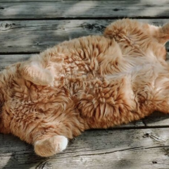 Синоптик Діденко попереджає про антициклон Віянельде